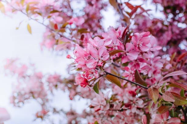 istock Spring branches of an apple-tree with pink flowers 910040582