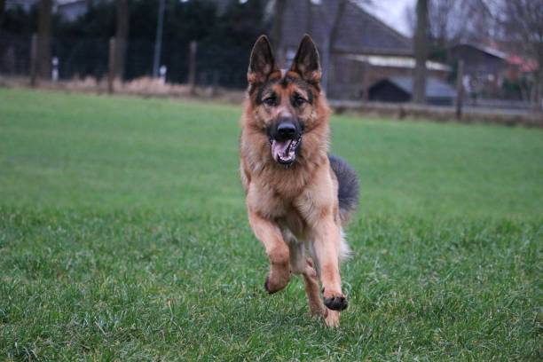 istock running shepherd in the garden 910041186