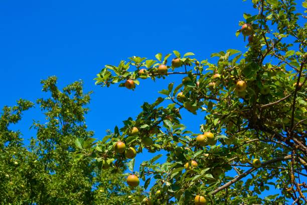 istock Ripening apples on a branch in the garden 910041500