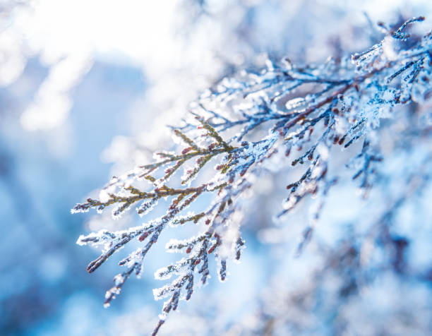istock Spruce branch in the snow. Beautiful background. 910042108