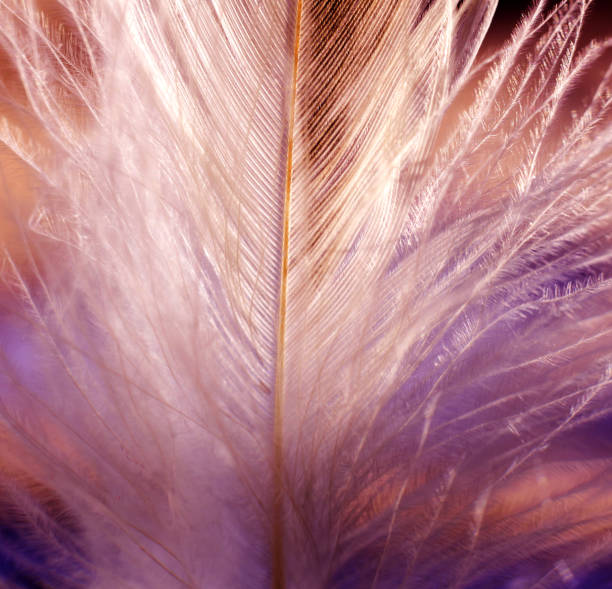 istock Feather birds close-up. Macro photography. 910042376