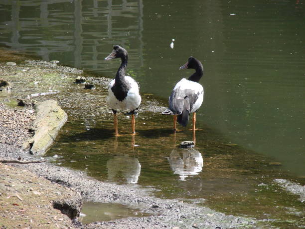 istock 2 Magpie geese standing in water 910043262