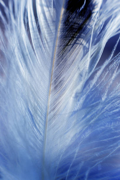 istock Feather birds close-up. Macro photography. 910049440