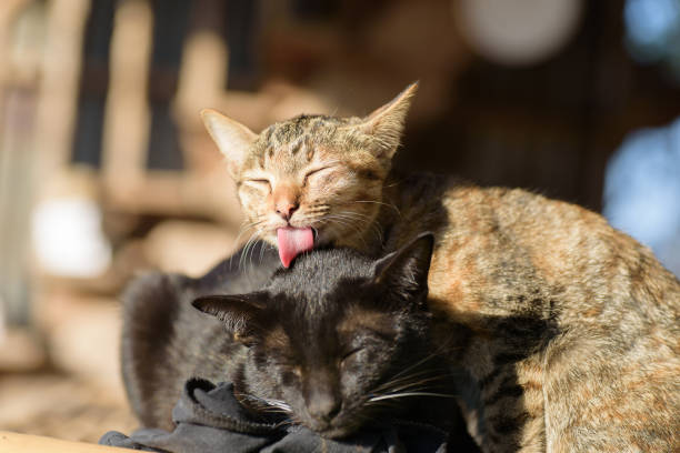 Black cat close the eyes when other cat licking