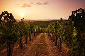 Evening view of the vineyards