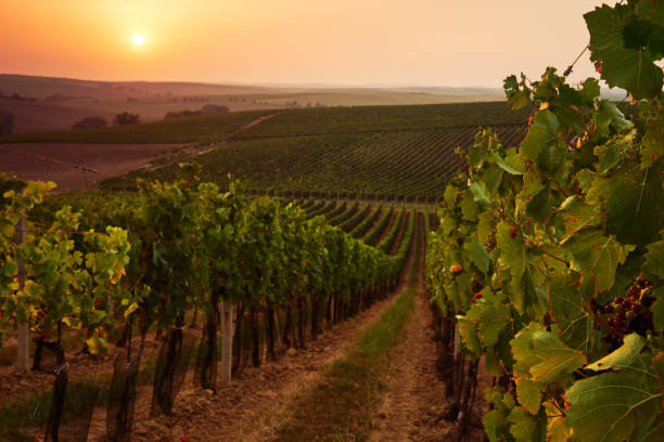 istock Beautiful scenic vineyards at sunset 910049860