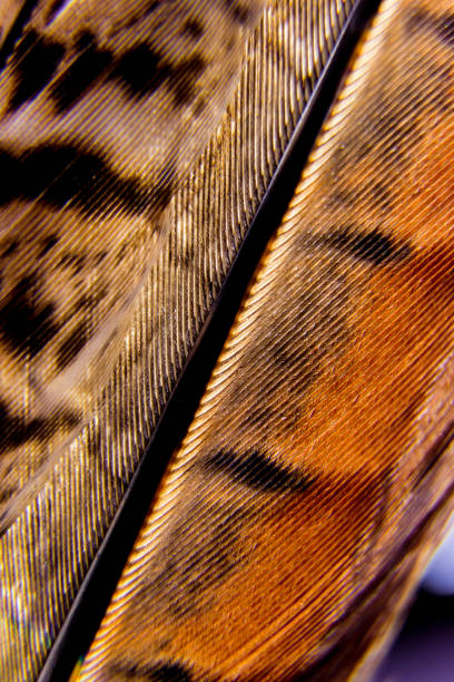 istock Feather birds close-up. Macro photography. 910049946