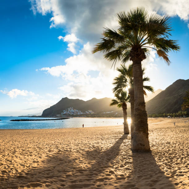Sunset Clouds and palm trees on Playa de las Teresitas Beach, Tenerife