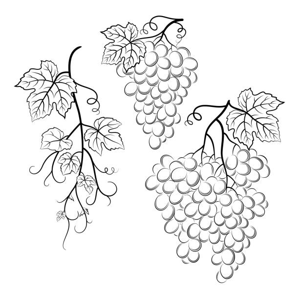 trauben schwarz piktogramme - grape leaf stock-grafiken, -clipart, -cartoons und -symbole