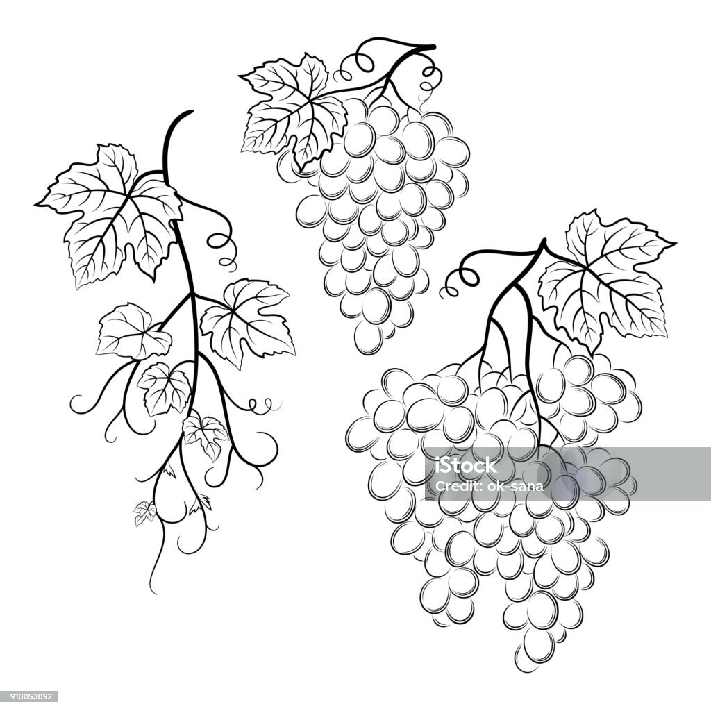 Grapes Black Pictograms Bunch of Grapes with Leaves and Berries Black Contour Pictograms Isolated on White Background. Vector Grape Leaf stock vector