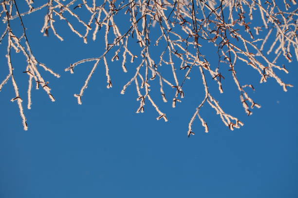 istock winter forest branches in the snow against the blue sky 910056594