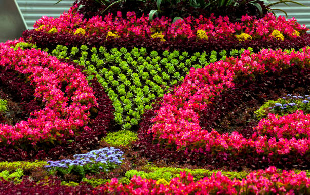 istock Summer Flower Bed In Kislovodsk 910057478