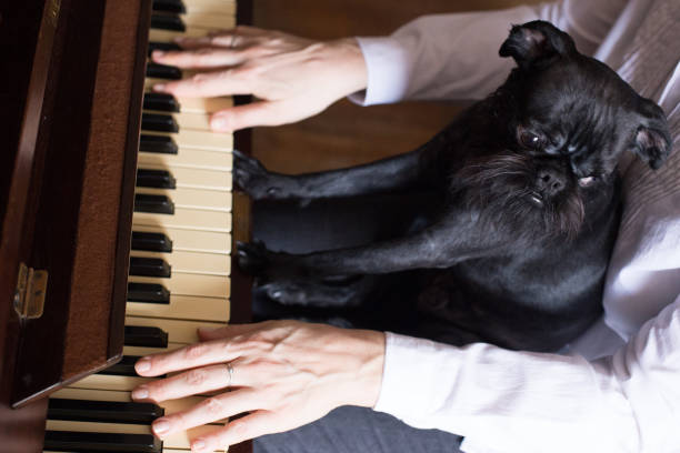 A Belgian Griffon dog plays the piano.