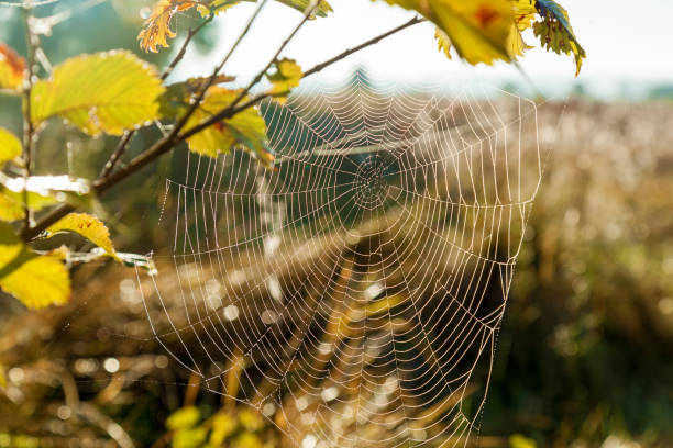 istock Spider web in the background of the sun 910061016