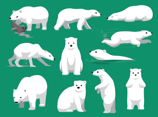 귀여운 북극곰 먹는 인감 만화 벡터 일러스트 레이 션 - polar bear arctic global warming ice stock illustrations