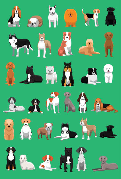 各種中型犬品種卡通向量插畫 - 比特犬 幅插畫檔、美工圖案、卡通及圖標