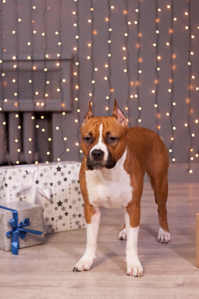 American staffordshire terrier puppy is standing near the fairy lights. Pet animals. Eight month old. American staffordshire terrier puppy is standing near the fairy lights. Pet animals. Eight month old. Traditional holidays. blue nose pitbull pictures pictures stock pictures, royalty-free photos & images