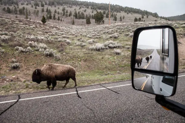 Photo of walking bisons passing the car in Yellowstone National Park USA