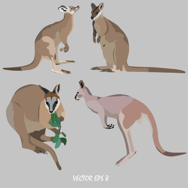 Four kangaroos - the gray kangaroo and the wallaby Four kangaroos - the gray kangaroo and the wallaby, isolated, dark gray backgroung wallaby stock illustrations