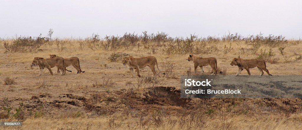 Pride of Lions in Ngorongoro Crater  Lion - Feline Stock Photo