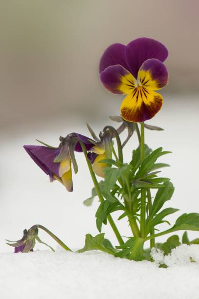 istock Violet pansy flowers in snow. Vertical crop. Copy space for text 910069762