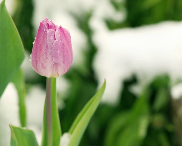 flor de tulipán rosa con nieve cae en un jardín de nieve primavera - cut out tulip close up drop fotografías e imágenes de stock