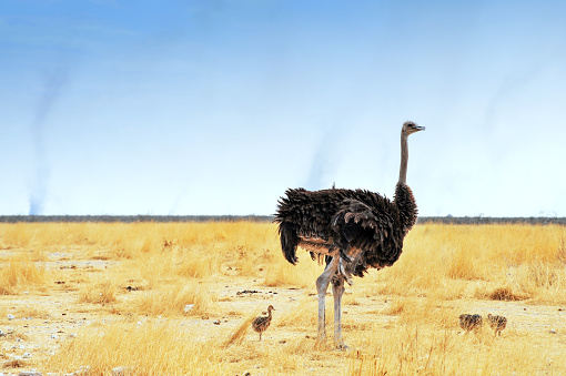 Side view of an ostrich with some chicks  walking during the heat of the day in the grasses of the savannah during the dry season.