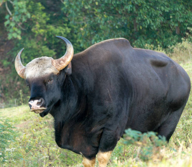 istock Gaur  eating grass in real nature in Thailand (Khao Pheangma) 910081742