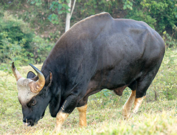 istock Gaur  eating grass in real nature in Thailand (Khao Pheangma) 910081842