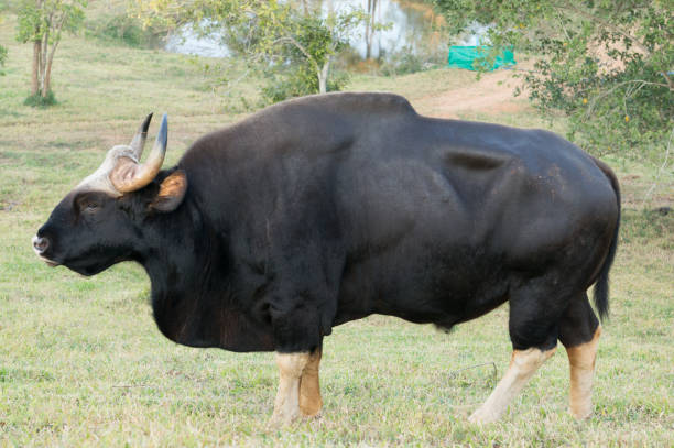 istock Gaur  eating grass in real nature in Thailand (Khao Pheangma) 910081946
