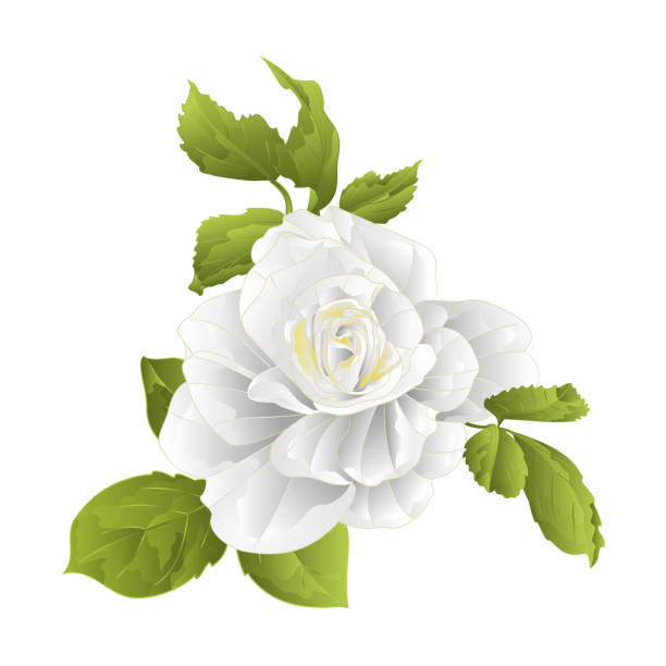istock Stem flower white rose and leaves vintage on a white background  vector illustration editable 910084236