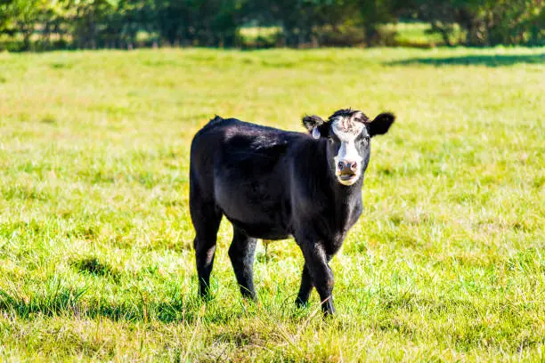 One black and white young cow, calf closeup grazing on pasture, green grass, tongue, mouth in Virginia farms countryside meadow field