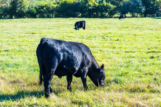Black cows closeup grazing on pasture in Virginia farms countryside meadow field with green grass