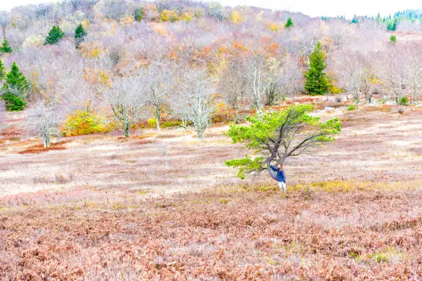 Autumn lush red foliage landscape with one single tree with colorful open vast meadow, in Dolly Sods, West Virginia, young woman standing leaning on it in cold jacket