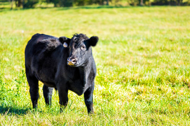 One black young cow, calf closeup grazing on pasture, green grass in Virginia farms countryside meadow field One black young cow, calf closeup grazing on pasture, green grass in Virginia farms countryside meadow field bull aberdeen angus cattle black cattle stock pictures, royalty-free photos & images