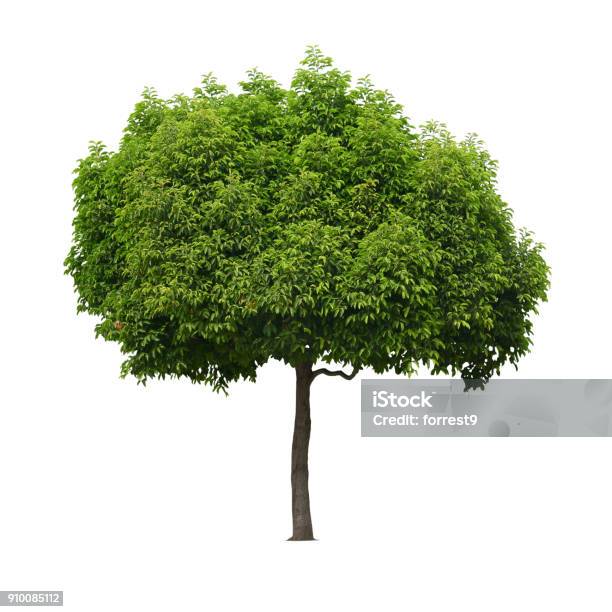 A Real Tree Isolated White Background Stock Photo - Download Image Now - Tree, White Background, Art Product