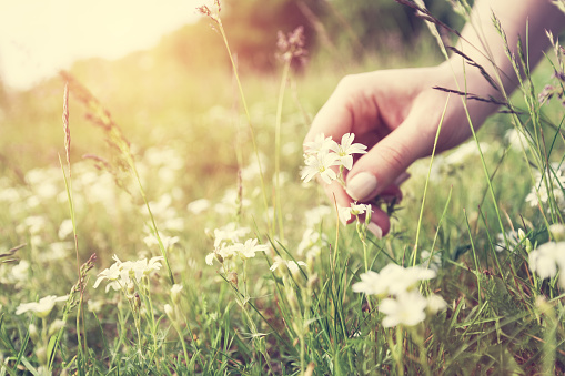 Woman picking up flowers on a meadow, hand close-up. Morning light, green grass. Vintage