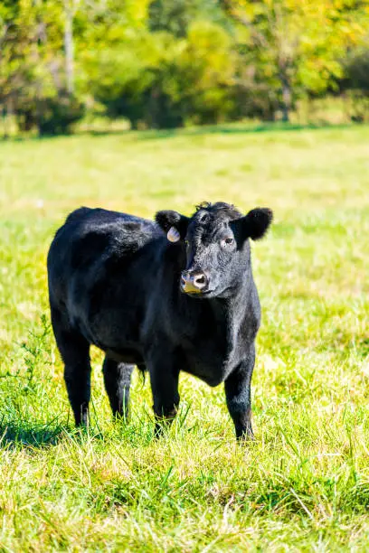 One black young cow, calf closeup grazing on pasture, green grass in Virginia farms countryside meadow field
