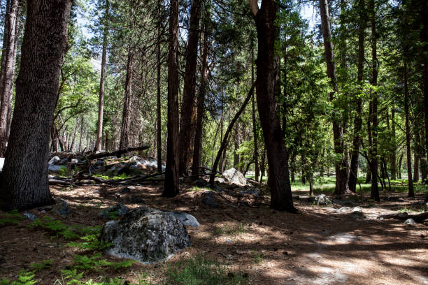 istock Yosemite National Park USA 910093756