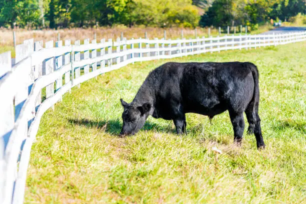 One black cow closeup grazing on pasture in Virginia farms countryside meadow field with green grass, white picket fence