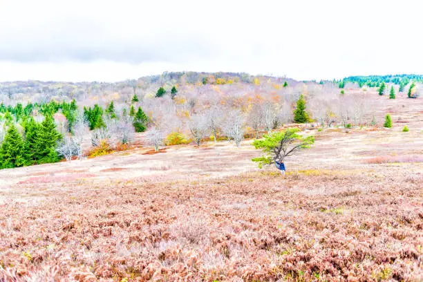 Autumn lush red foliage landscape with one single tree with colorful open vast meadow, in Dolly Sods, West Virginia, young woman standing leaning on it in cold jacket