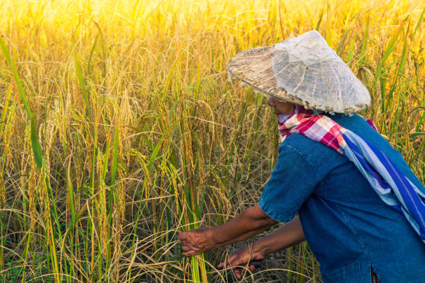 istock Senior Woman Working In Farm 910104028
