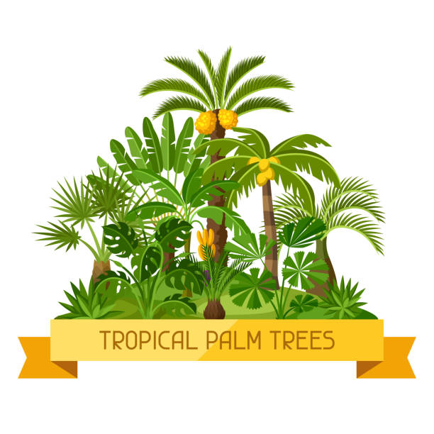 карта с тропическими пальмами. экзотические тропические растения иллюстрация природы джунглей - cheese plant leaf tree park stock illustrations