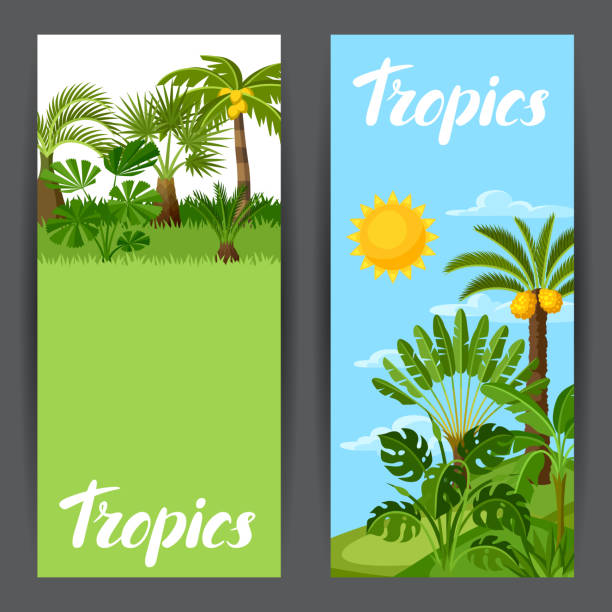 ilustrações de stock, clip art, desenhos animados e ícones de banners with tropical palm trees. exotic tropical plants illustration of jungle nature - cheese plant leaf tree park