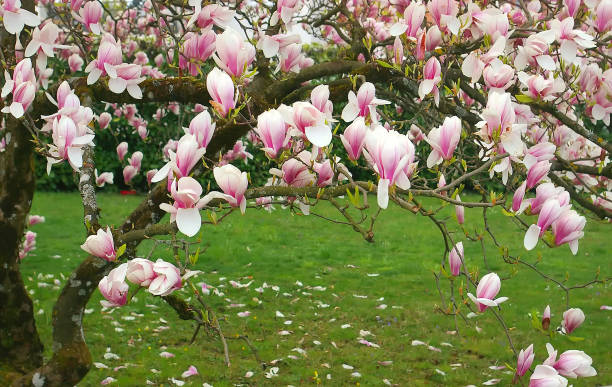 istock Spring nature. Flovering pink magnolia 910111214