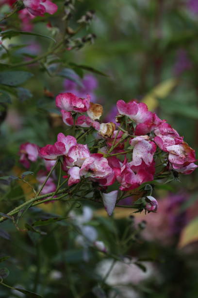 istock Festival of flowers 910113062