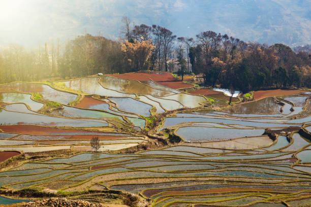 istock Terraced Rice Fields Scenery in Spring Water Season in South China 910113712