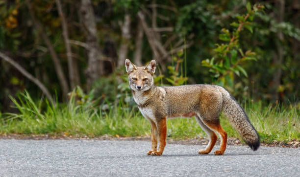 The red fox (Lycalopex culpaeus), in the lakes region Chile stock photo