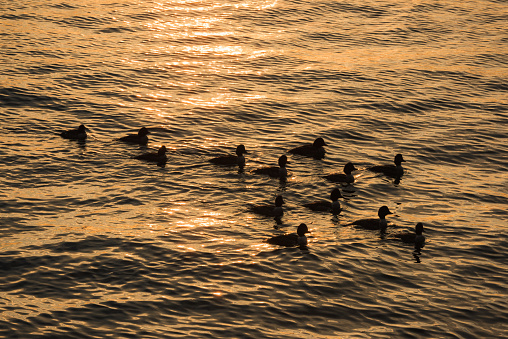 A gaggle of baby ducks in Elliott Bay as the sun setting turns the water gold.
