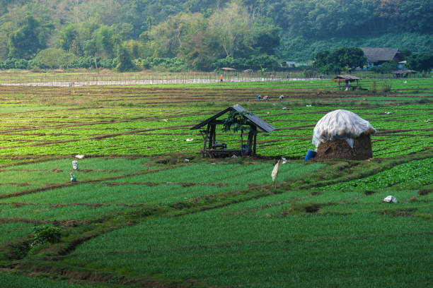 Rural Vegetable Farm of Thailand stock photo